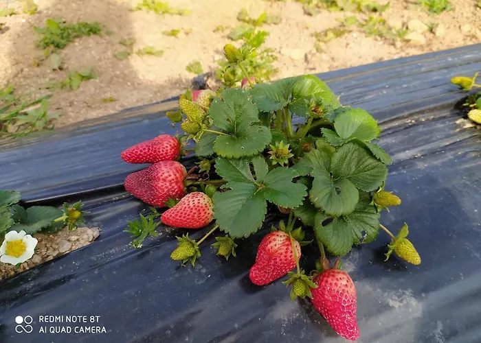 Farmház Prendas De Sole