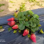 Фермерський будинок Prendas De Sole