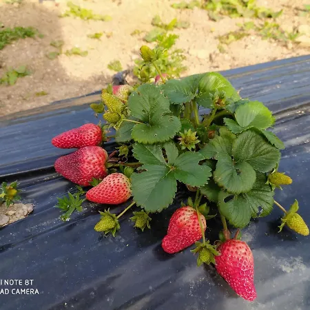 Farmház Prendas De Sole